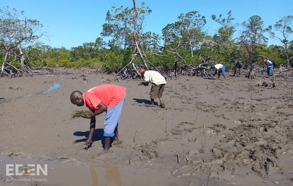 Giving Back With Earth Echo: An Update On Our Eden Reforestation Projects Partnership