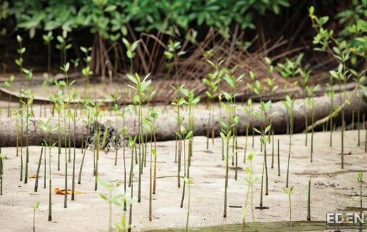 Why We’re Partnering With Eden Reforestation Projects To Reverse Deforestation